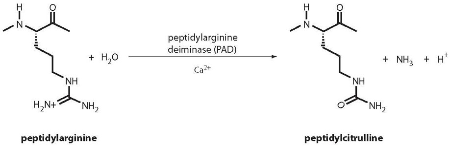 Citrullinated peptides