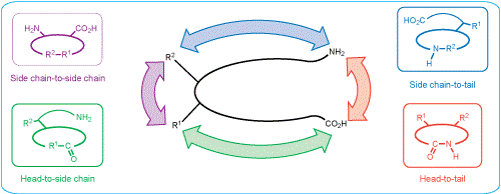Cyclic Peptides
