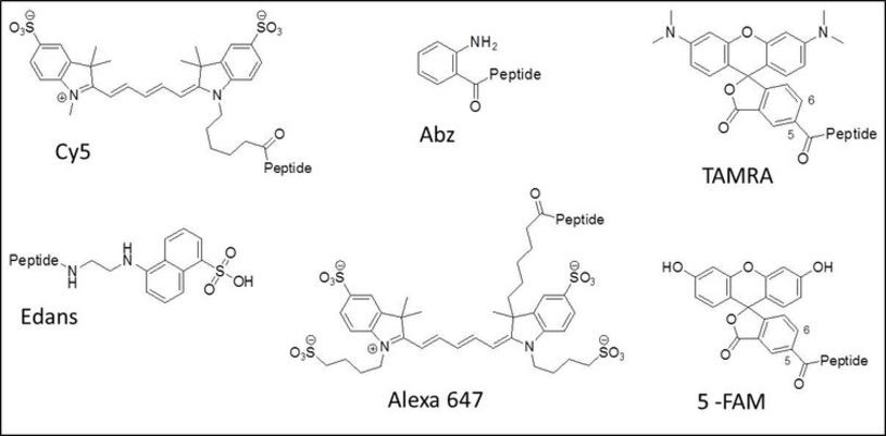 Fluorescent peptides