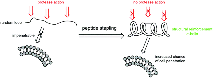 Stapled peptides