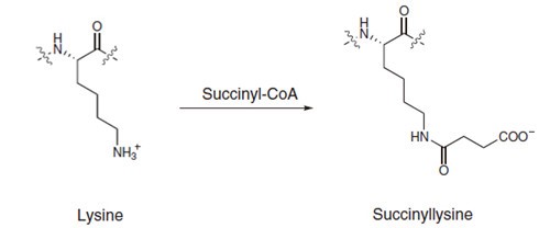 Succinylated peptides